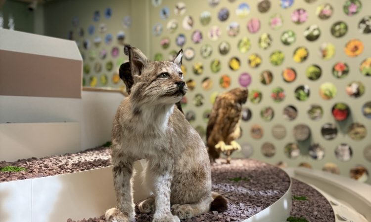 Le Pavillon de la Biodiversité ouvre ses portes au Musée de la Cour d&rsquo;Or !